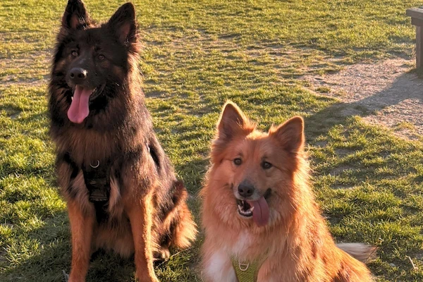 Deux chiens dans l'herbe à la lumière dorée du coucher de soleil