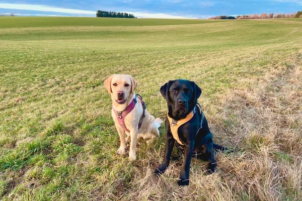 Deux labradors, l'un sable l'autre noir, assis côte à côte dans un champ