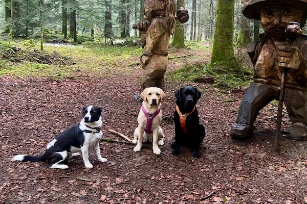 Trois chiens sagement assis sur un sentier en forêt