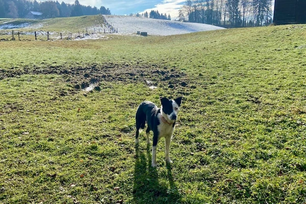 Border collie noir et blanc dans un pré ensoleillé