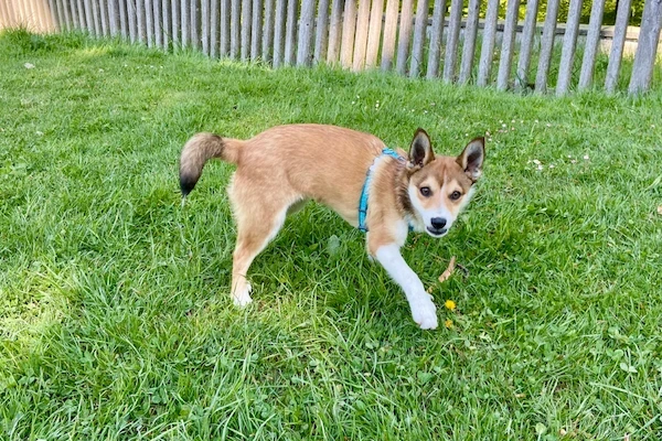 Jeune chiot brun et blanc qui gambade dans un jardin