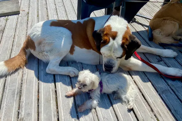 Un saint-bernard et un petit chien blanc allongés sur une terrasse en bois